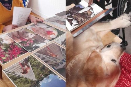 Bibliothèque canine nomade