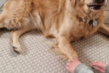 Cache croquettes sur chien