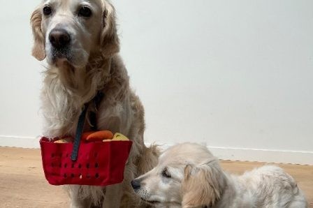 Le Parcours du Marché